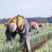 Migrant Fruit Pickers Charged Thousands Illegally To Work On UK Farms